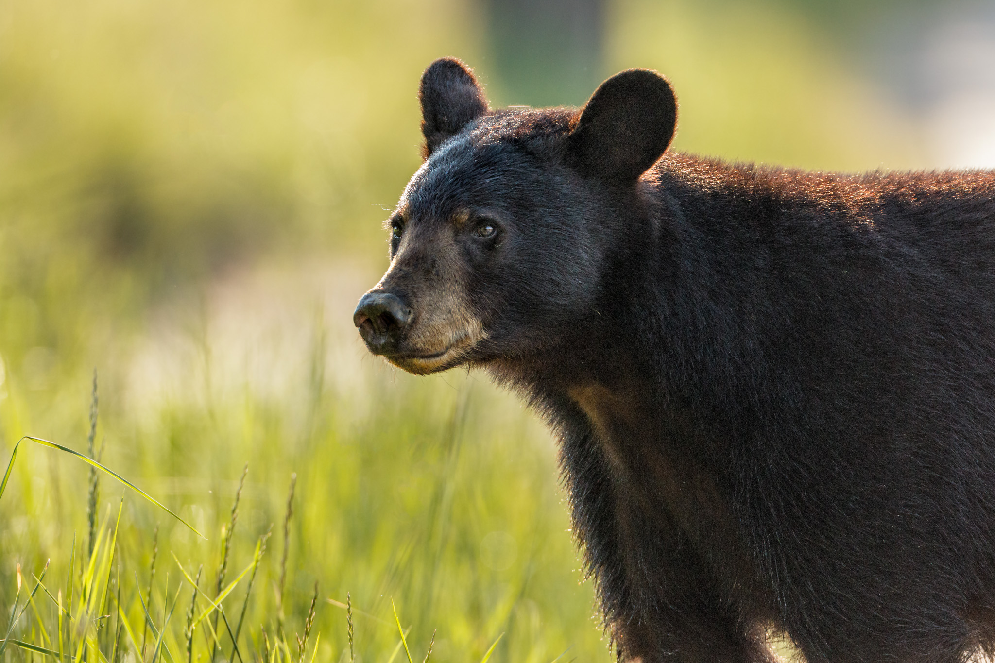 about-us-ulster-wildlife-trust